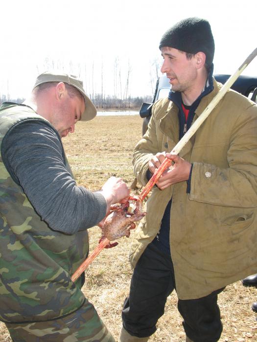 Утка на вертеле