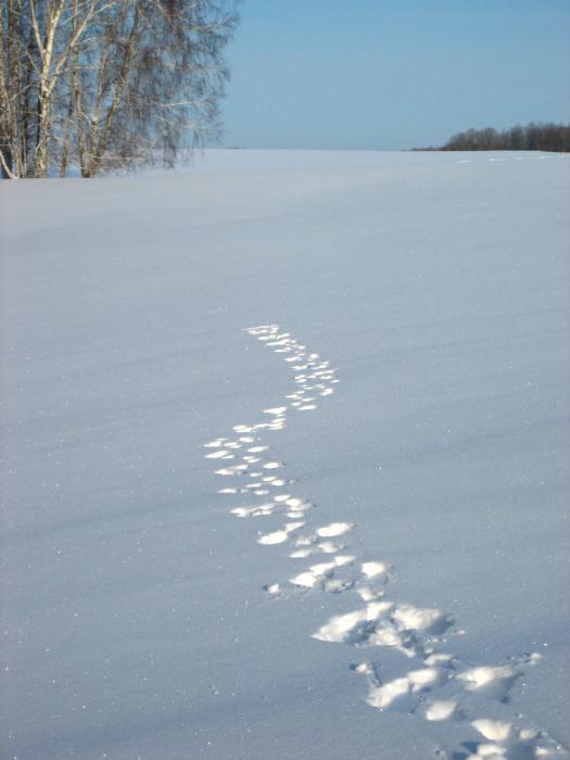 Следы замело песня