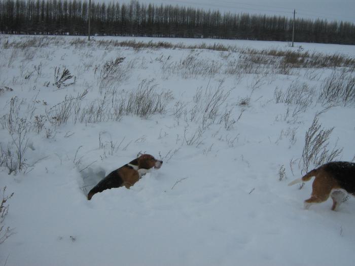 застрял