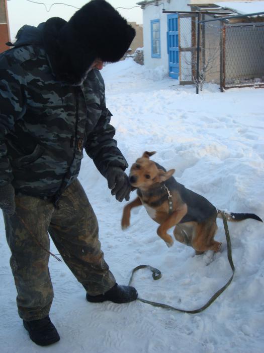 Пока на хозяине тренируюсь!