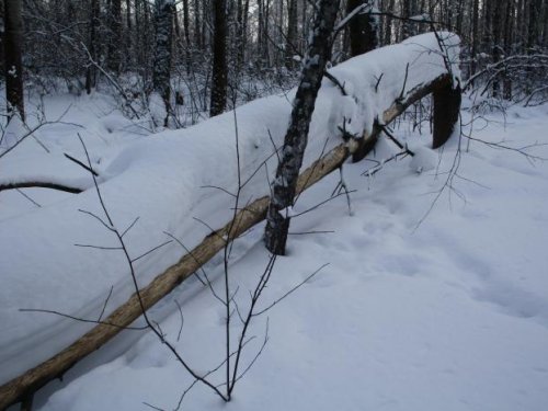 Лосишка покушал!