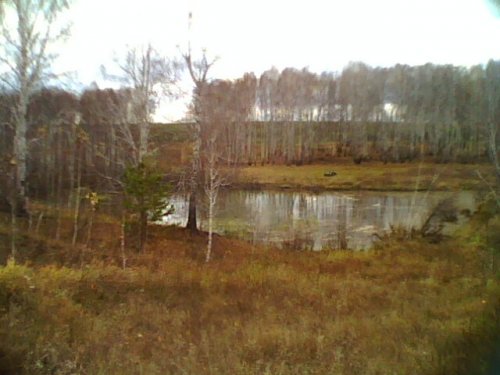 прудик в лесу