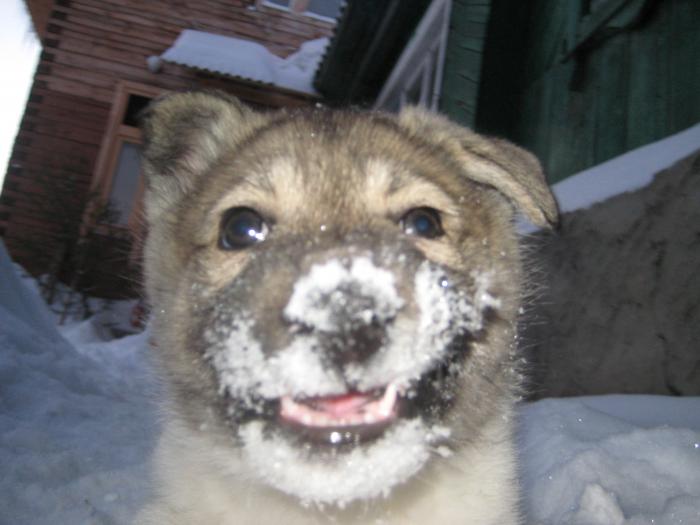 Хорош снежок