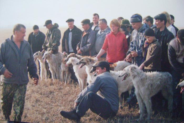 В "Генераловской охоте"садки по зайцу-русаку 04.2008г.