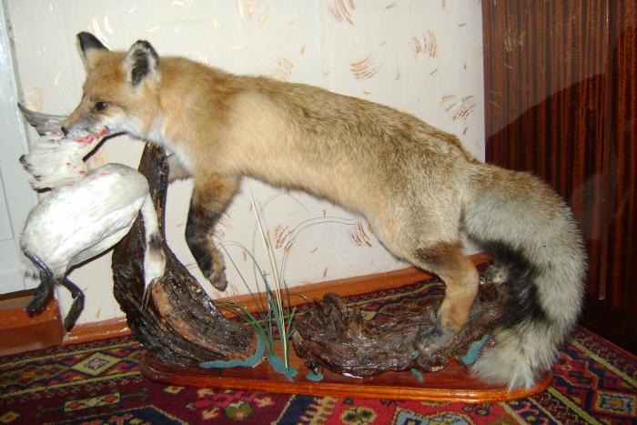 Лисица с чомгой 2010г.