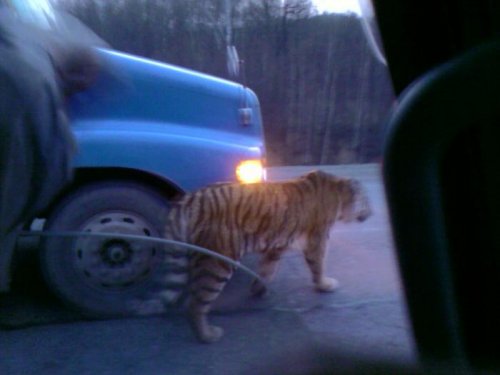 опасный сосед