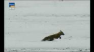 Охота с беркутом на лисицу и волка в Казахстане