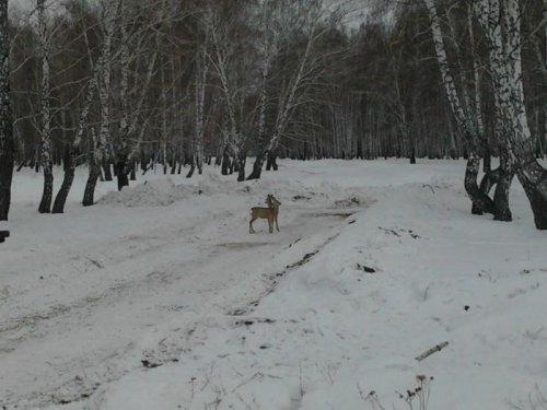 голод не тетка