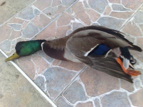 Duck