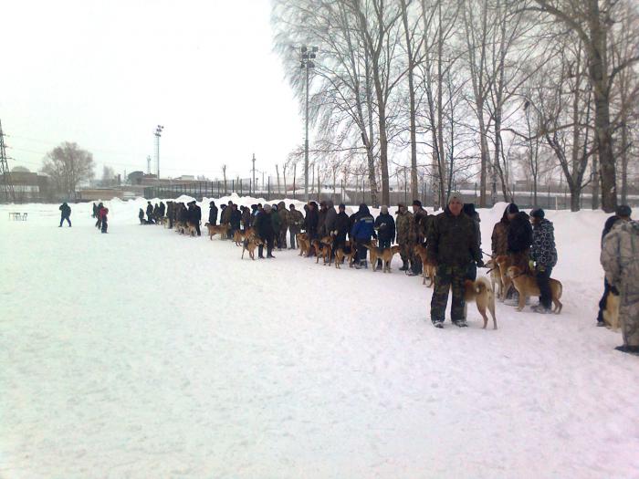 Выставка гончих. Бугульма, Татария.