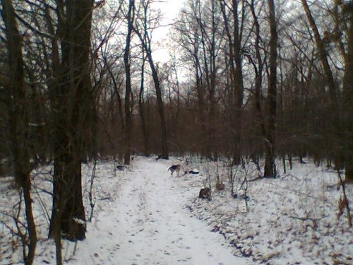 Первый снег в лесу.