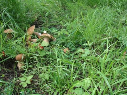 Урожай 2010г.