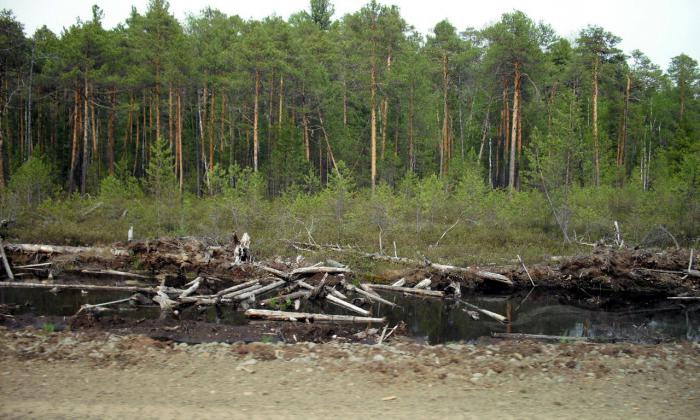 Сосняк 5 бонитета(вотчина глухарей)