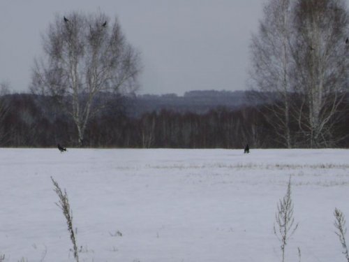 На дуэли.