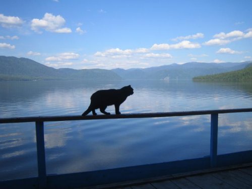 Кот телецкий.