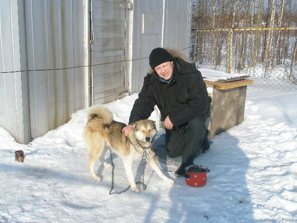 западно-сибирская лайка