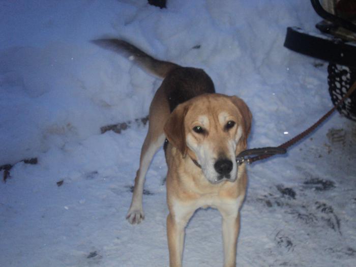 шарик