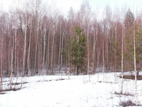 Открытие весенней охоты 2011 в Нижегородской области.