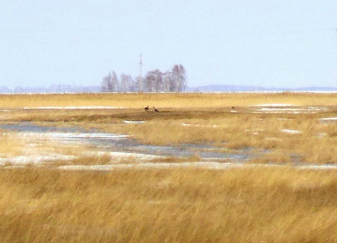 Гусики
