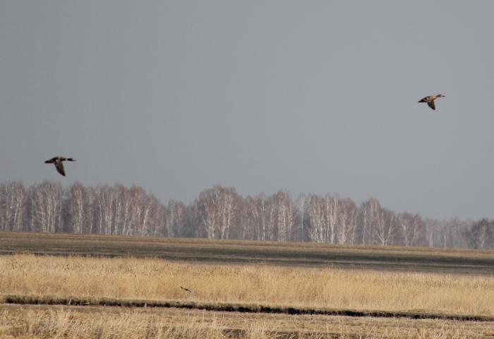сейчас догоню и ...................