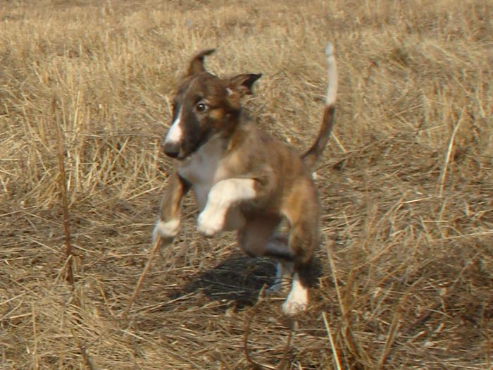 ПРИЗЕРКА (тигра) от козырного и астры,2010г.р.