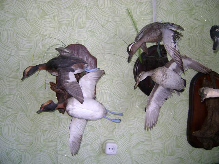 Трофеи весны 2010г.