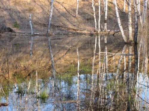 Отражается небо в лесу, как в воде...