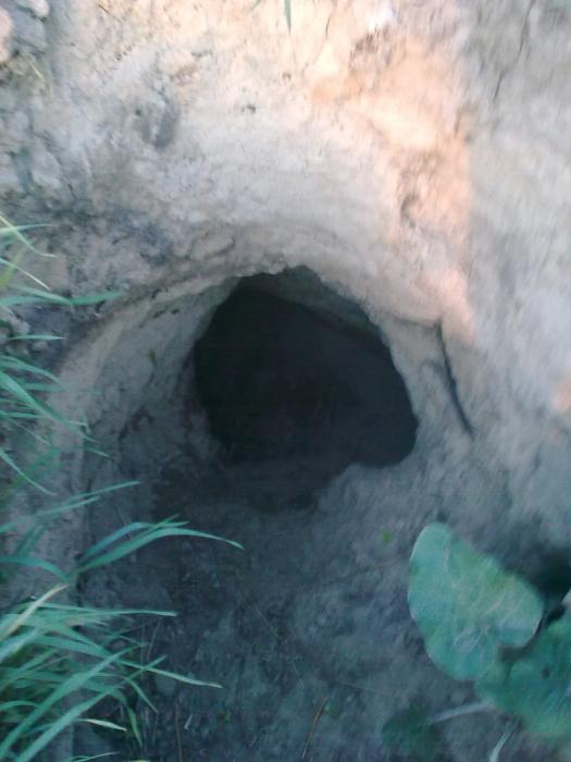 лисья нора