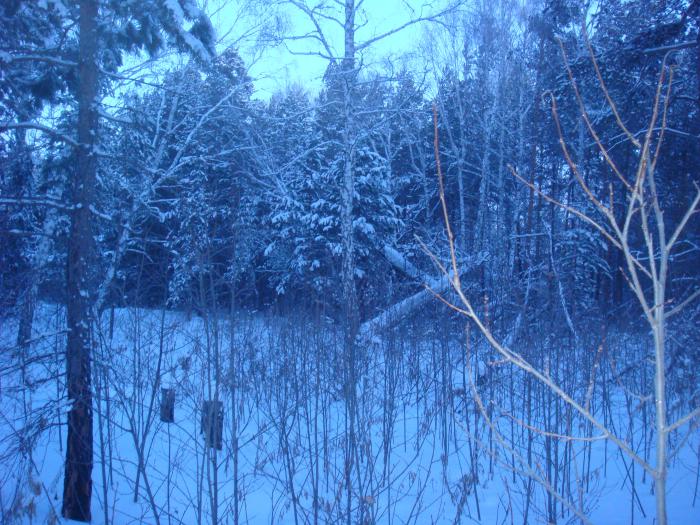 Морозное утро в лесу.