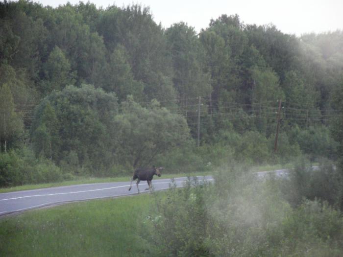 Лосик бегает