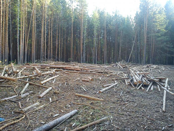 остатки Моряковского леса!да запрет на валку леса!всё брошено