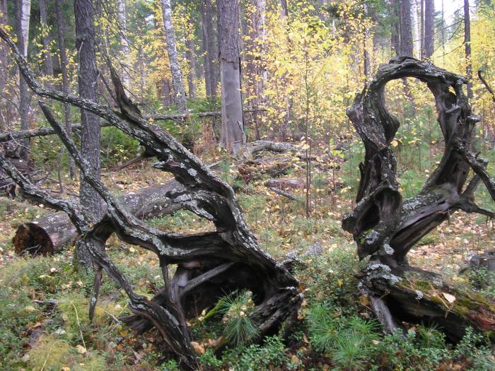 Не слабо  жизнь  закрутила....