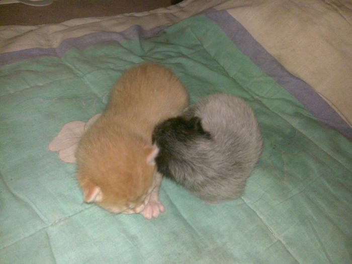 А у нас котята