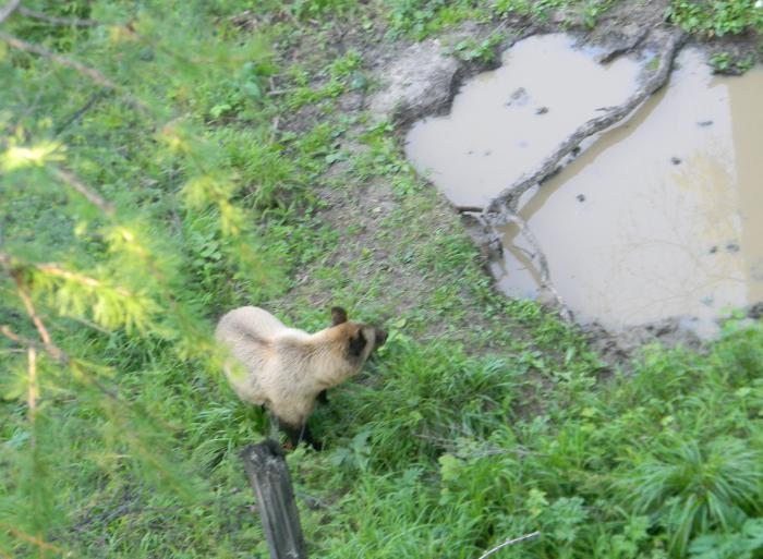 Гость на солонце