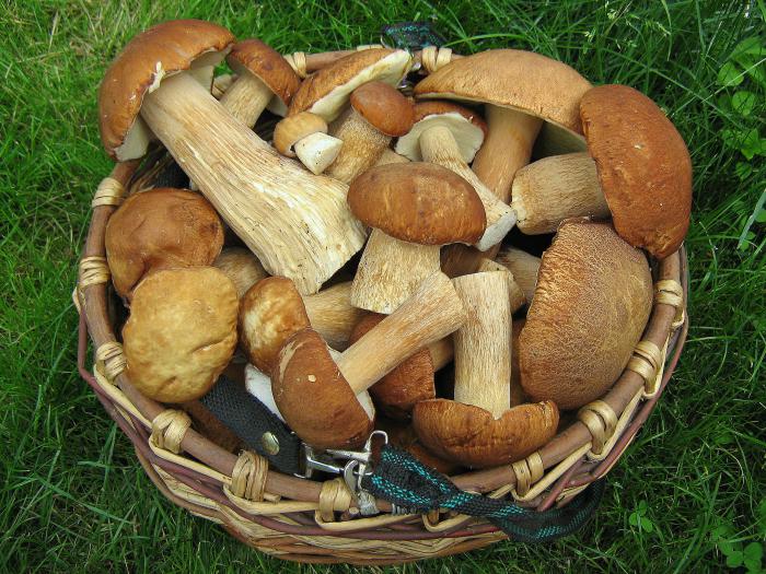 Боровички.
