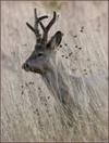 Открытие охоты на медведя и на самца косули в НСО, во время гона в 2011г.