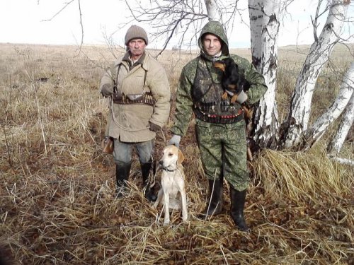 В случае, если лиса понорится после гона, в бой вступит такса