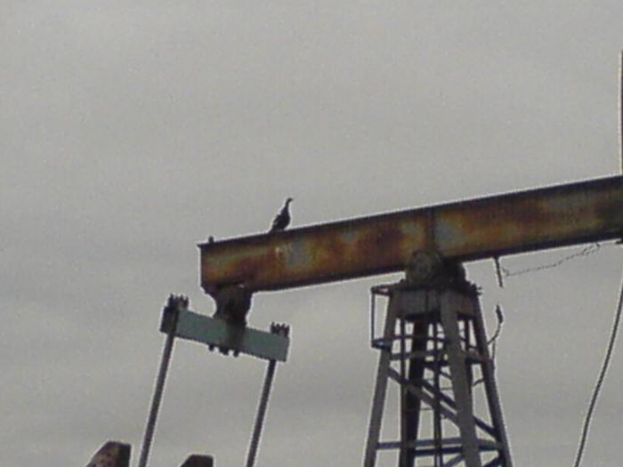 тетерев-нефтяник