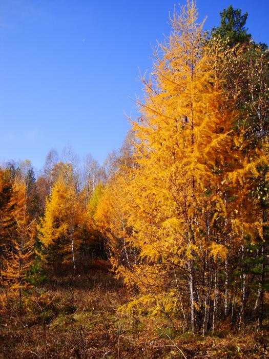 Осень