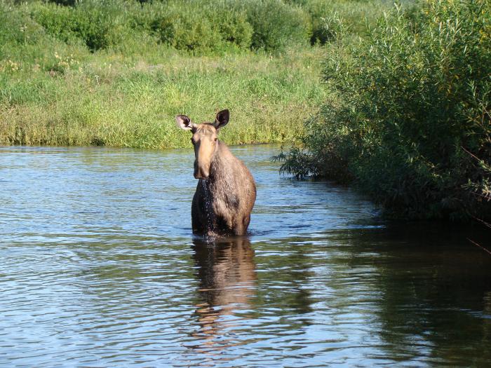 Водичку пью, а вы мешаете.