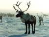 В Иркутской области ввели запрет на охоту на дикого северного оленя