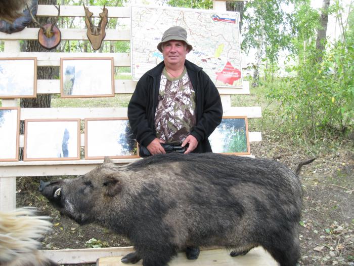 Чучело кабана. Выставка охотничьих трофеев 20.08.2011г. г. Змеиногорск