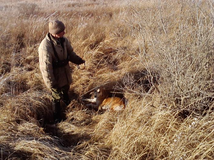 Выжловка смертельно устала.... Умотали косули...