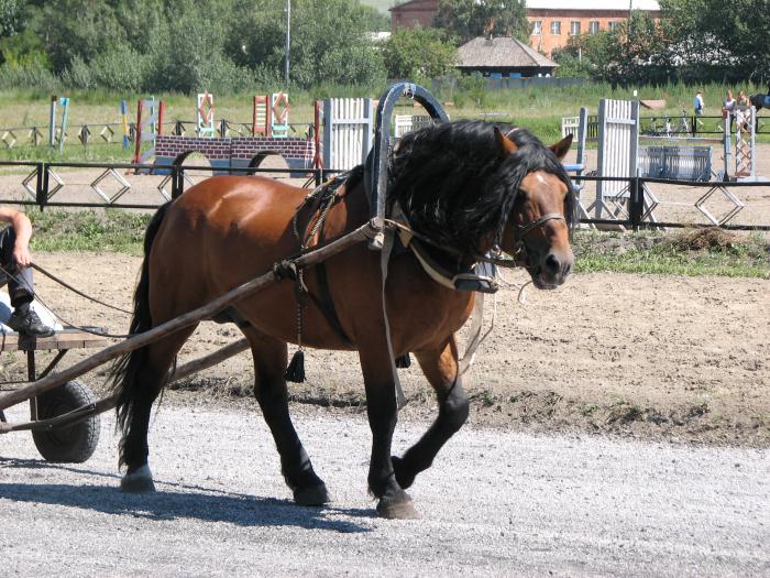 Хакасия.Соревнование тяжиков.