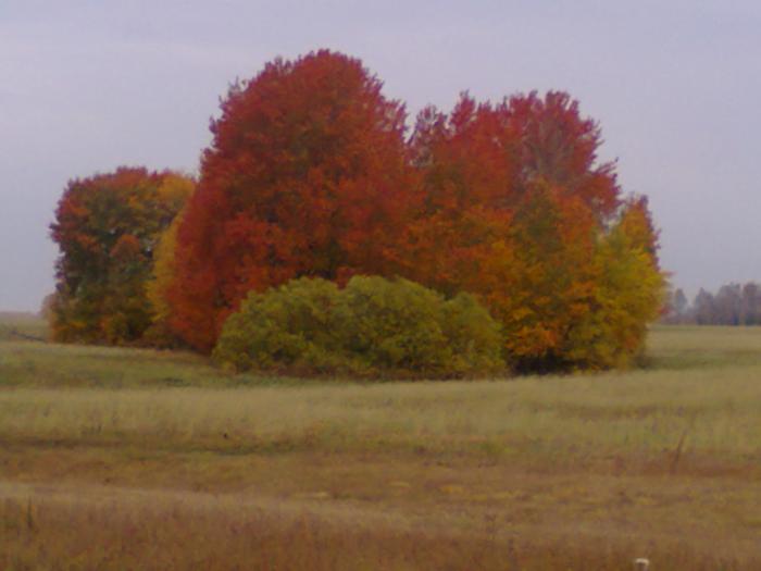 краски осени