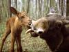 В Свердловской области увеличен лимит на отстрел лосей, косуль, кабанов и бурых медведей