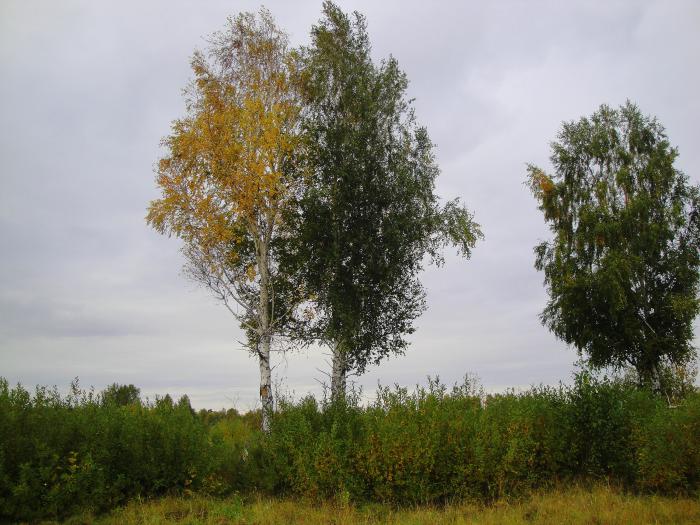 Блондинка с брюнеткой