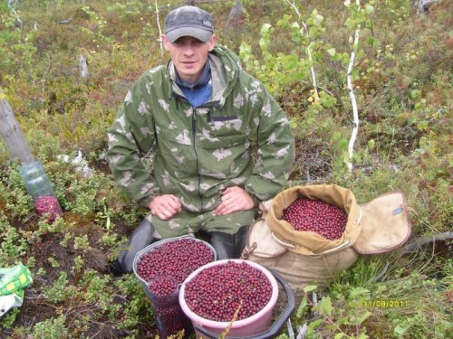 сборы брусники.