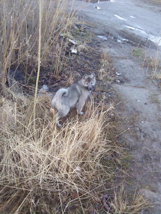 такой я бып