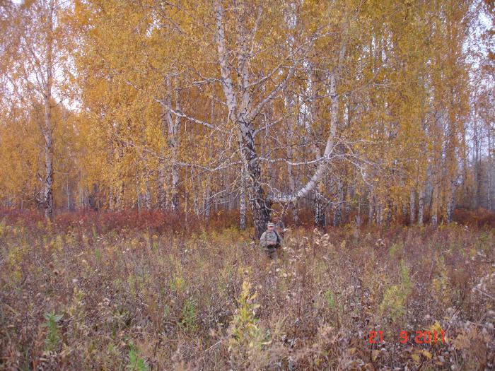 осень золотая...